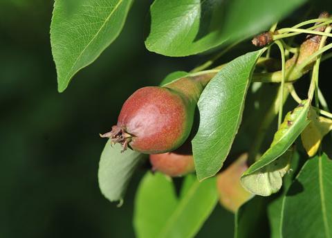 Nanabush food forests