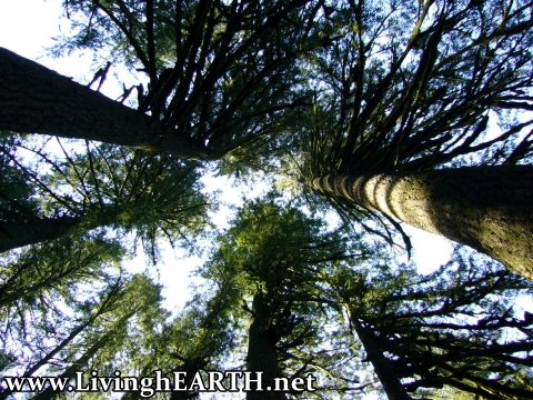 redwood trees