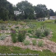 photo courtesy of Sudbury Shared Harvest